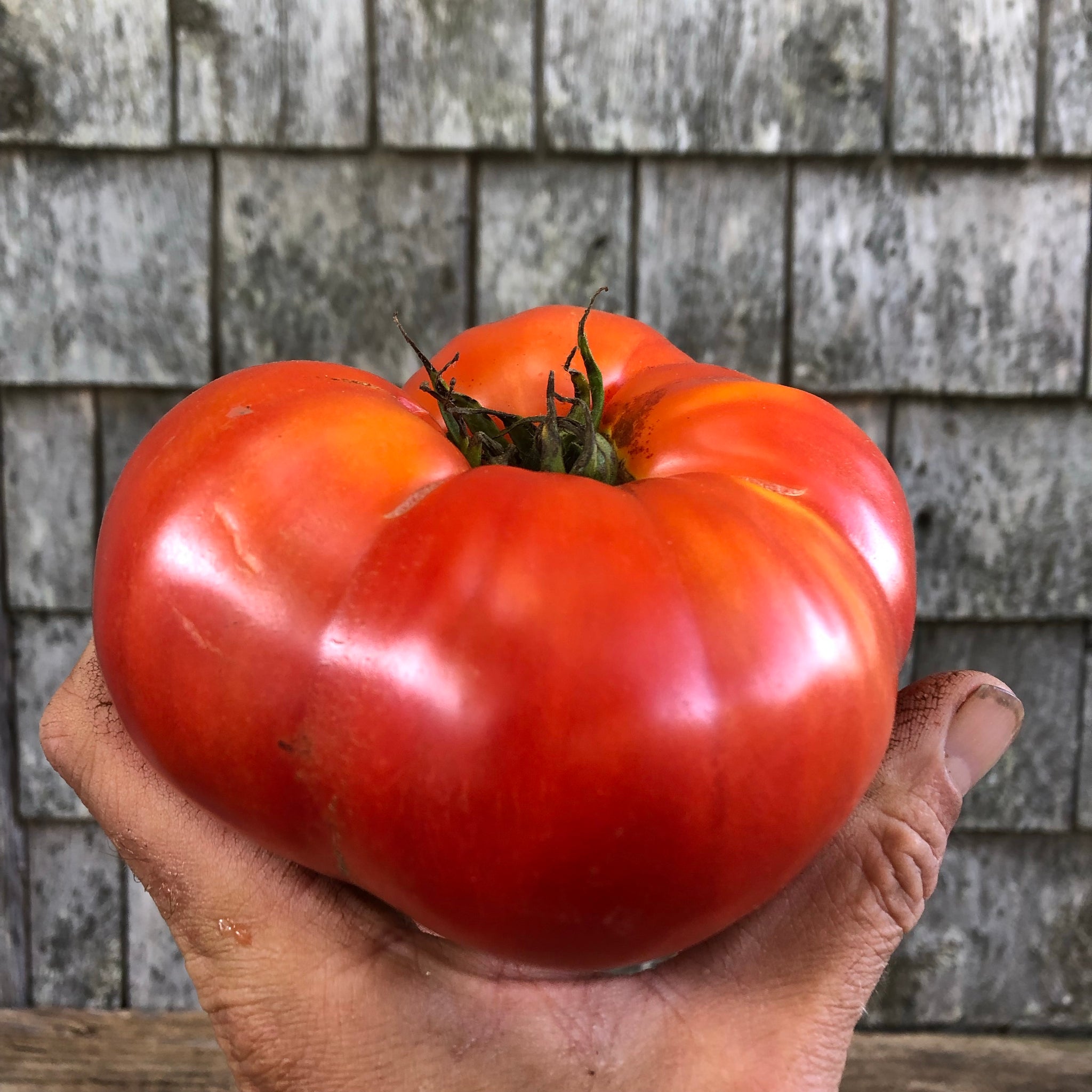 Beefsteak - Slicer Tomato Seeds