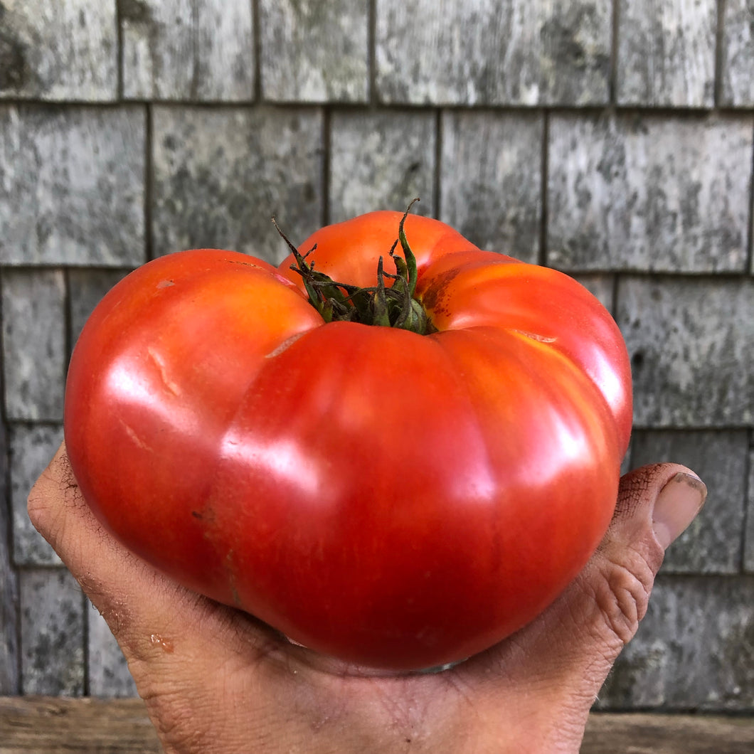 Magnum Beefsteak Tomato