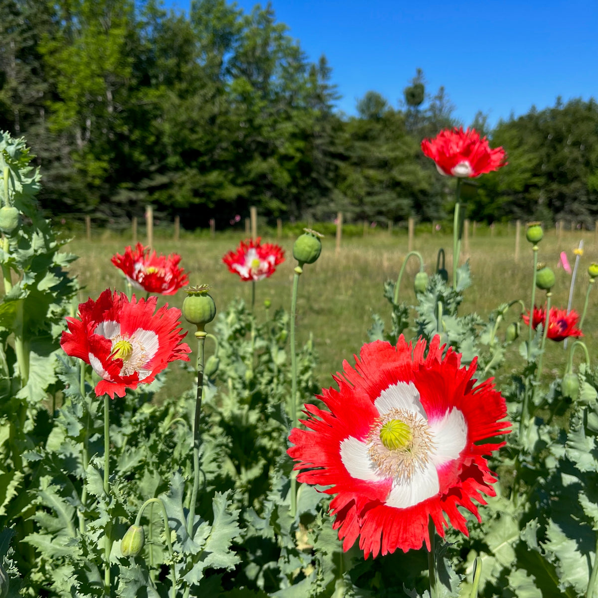 Danish Flag Poppy Revival Seeds