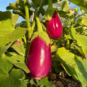 Rosita Eggplant
