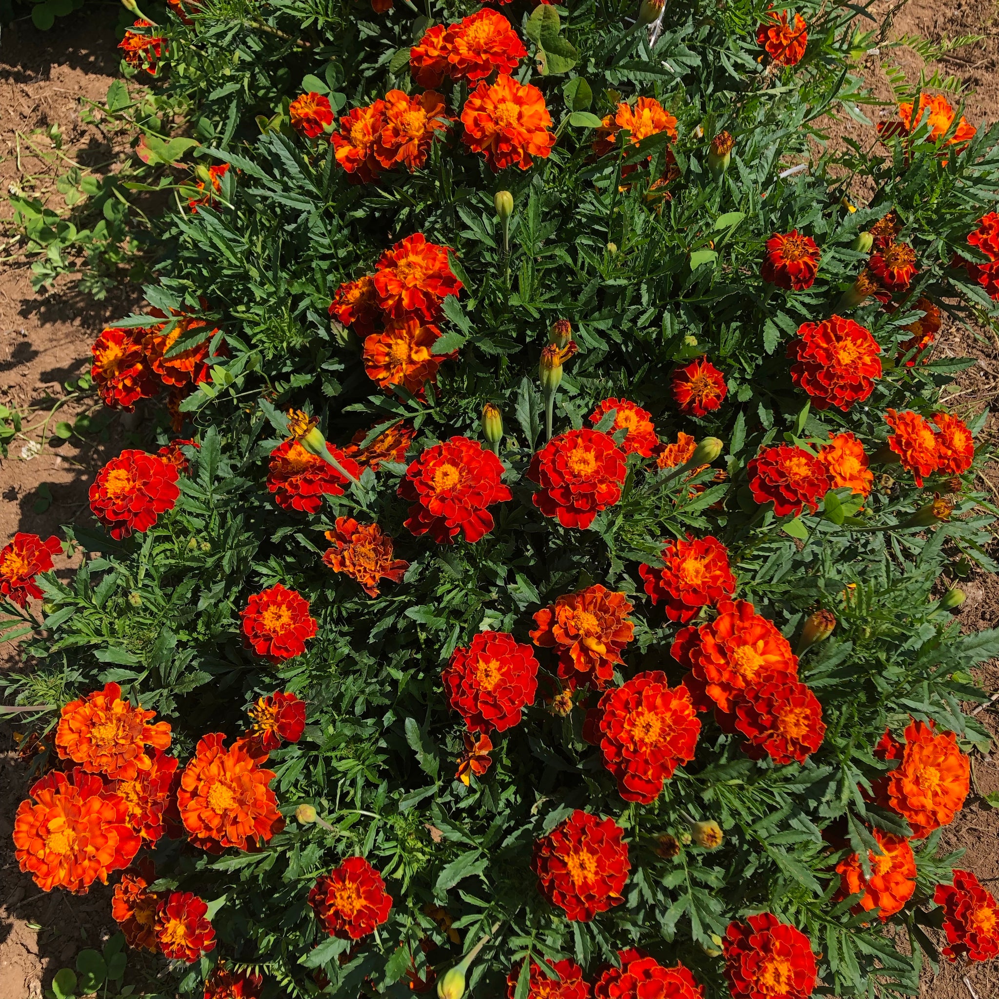queen sophia marigold seeds Queen Sophia Marigold – Revival Seeds