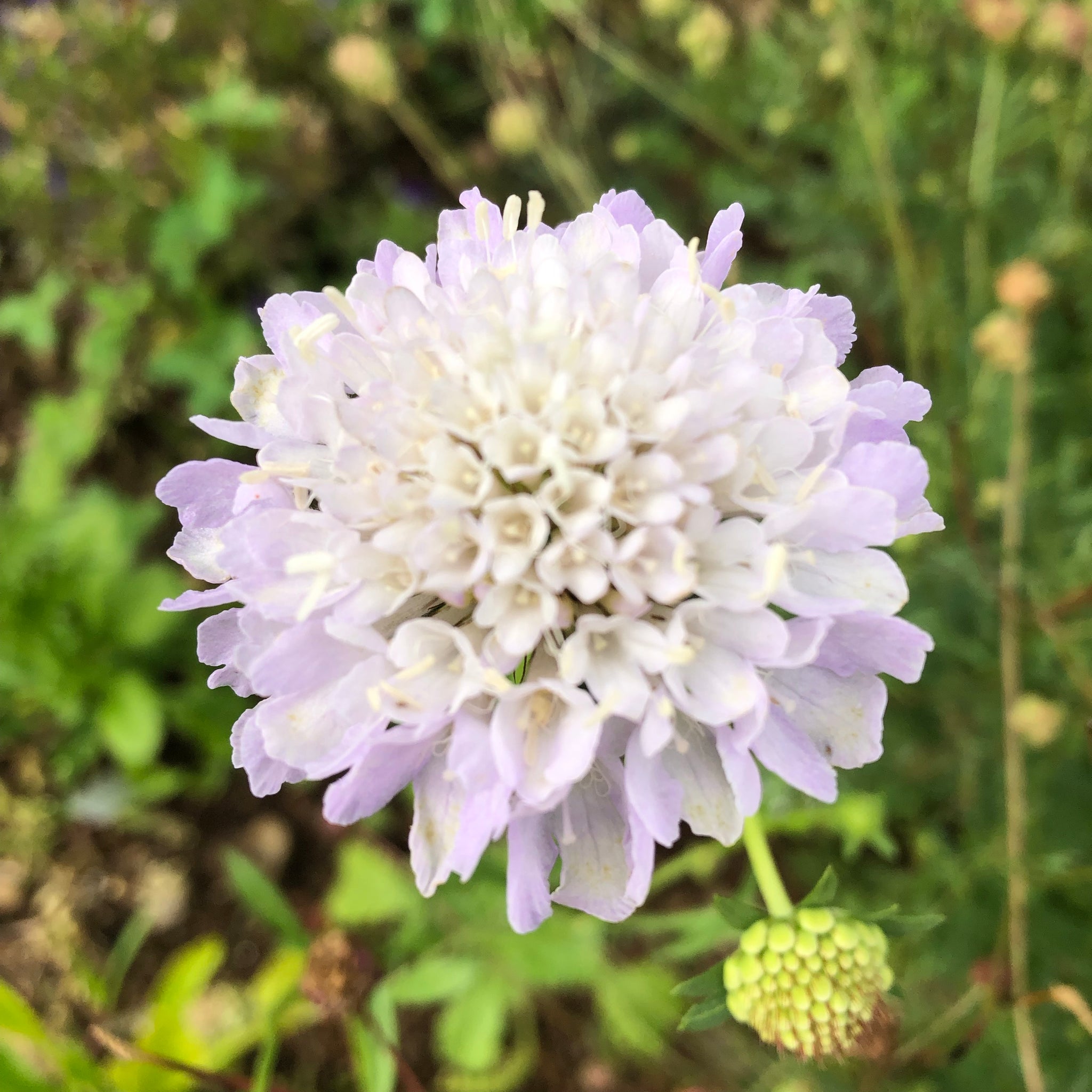 Imperial Mix Scabiosa Revival Seeds