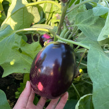 Morden Midget Eggplant