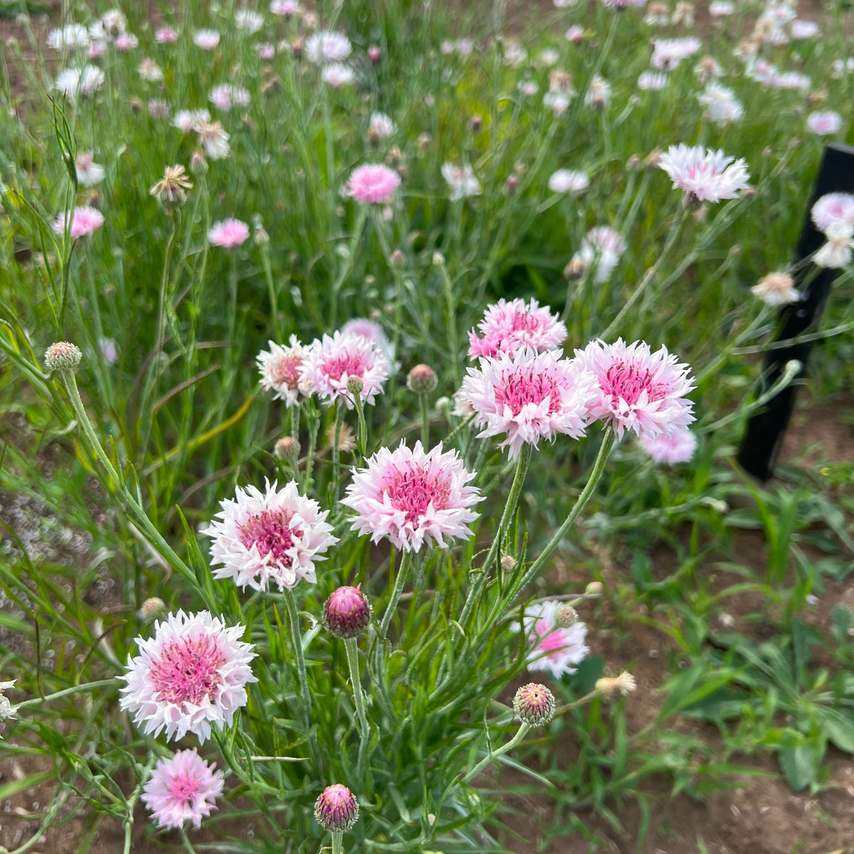 Pinky Bachelor's Button Revival Seeds