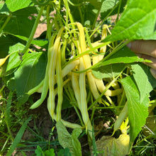 Eastern Black Wax Bush Bean