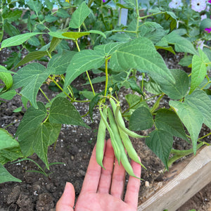 Emil's Stringless Green Bush Bean