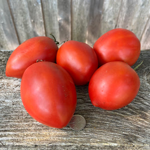 Amish Paste Tomato