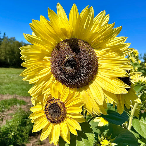 Lemon Queen Sunflower