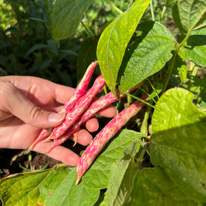 Vermont Cranberry Bean