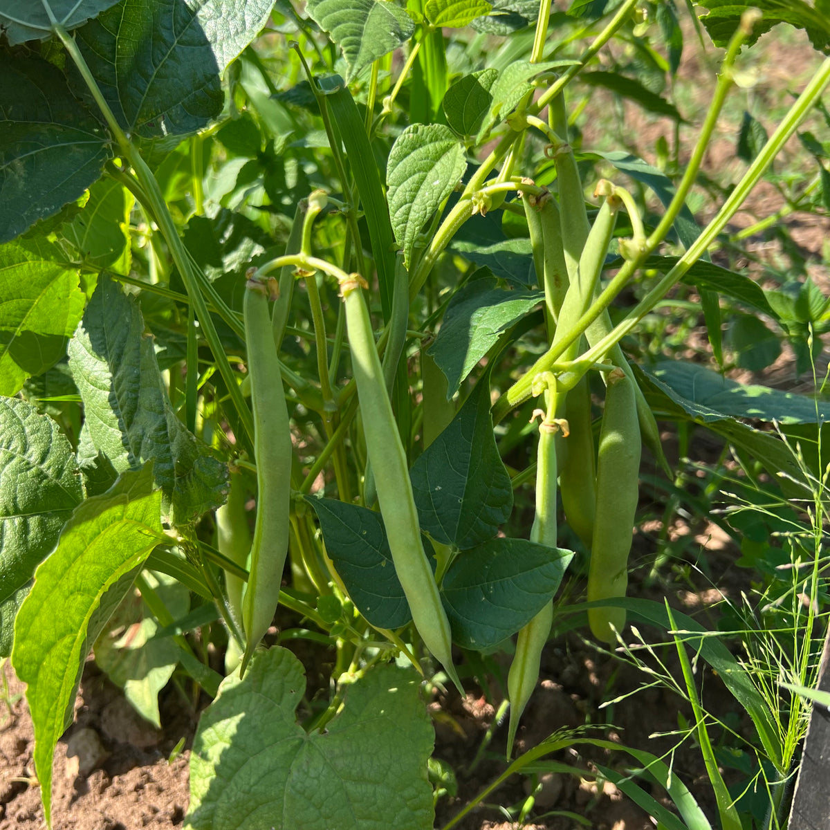 Jacob's Cattle Bush Bean – Revival Seeds