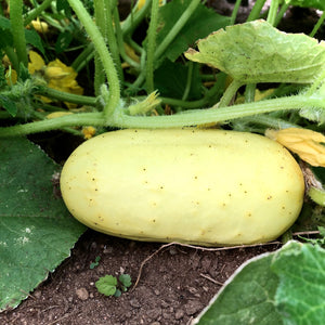 Boothby's Blonde Cucumber