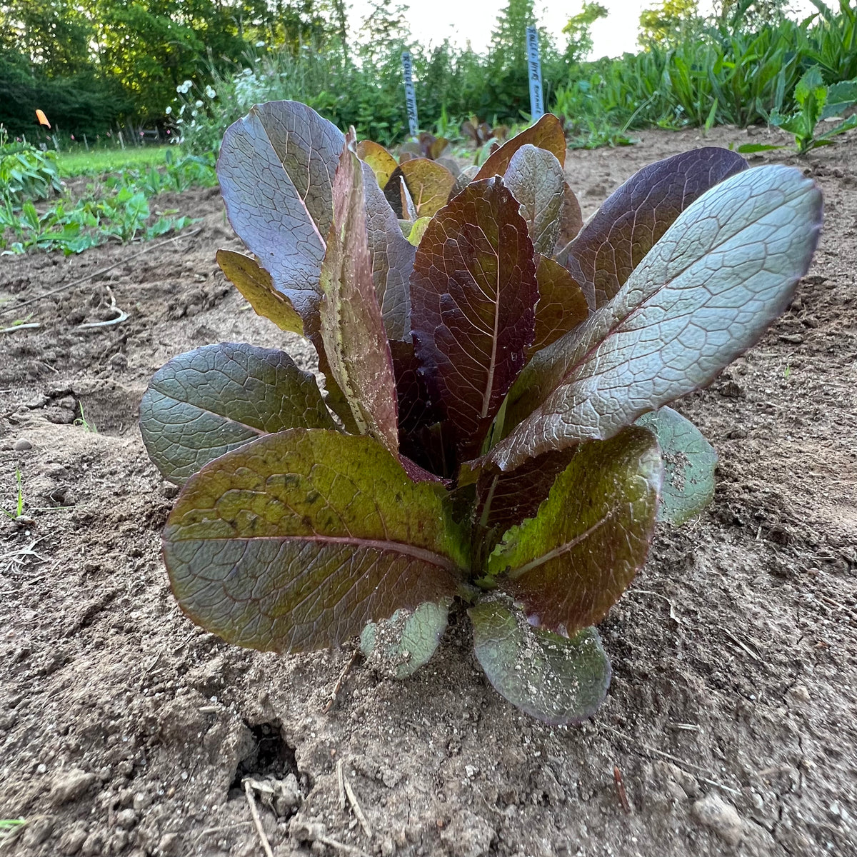Rouge d’Hiver Romaine Lettuce – Revival Seeds