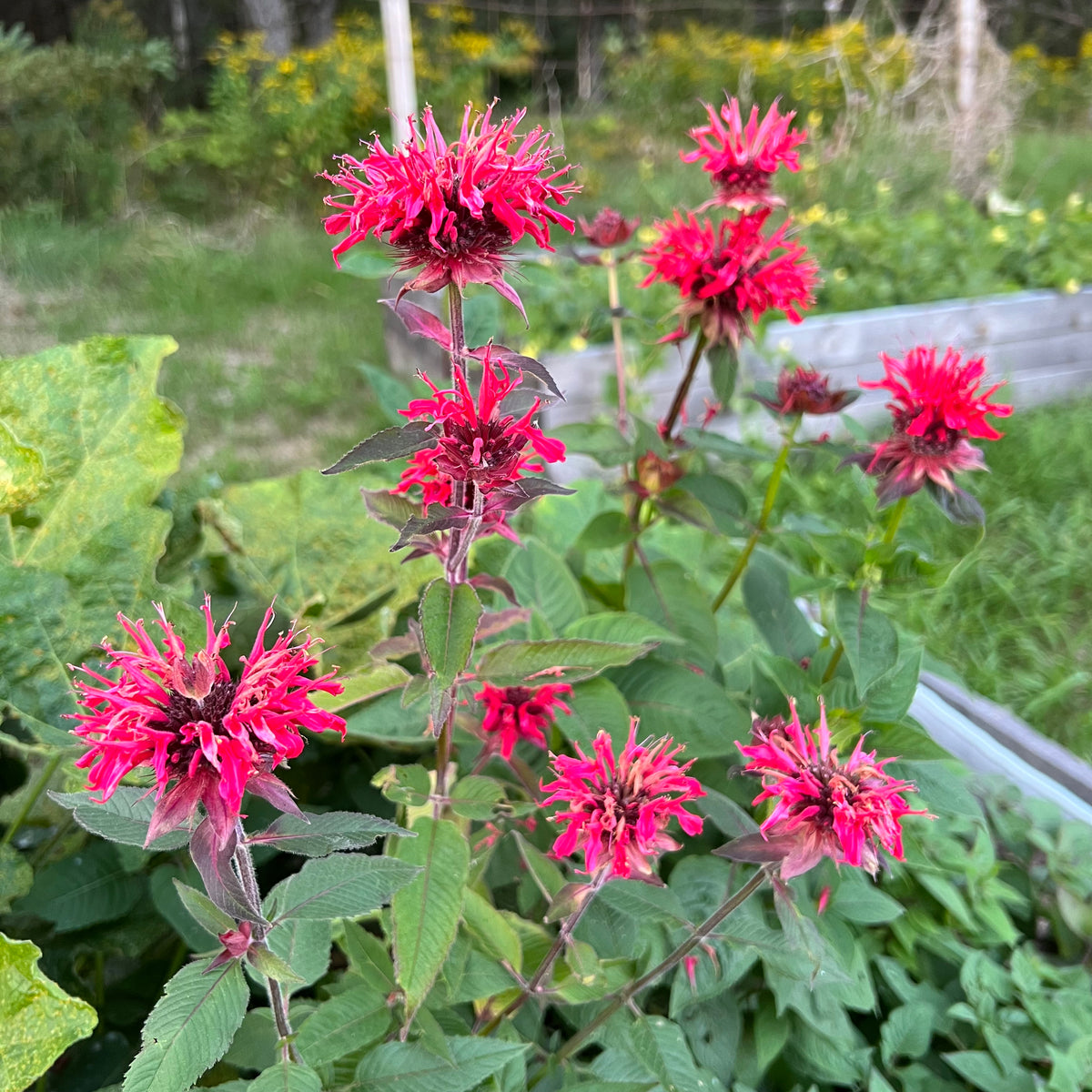 Scarlet Red Bee Balm – Revival Seeds