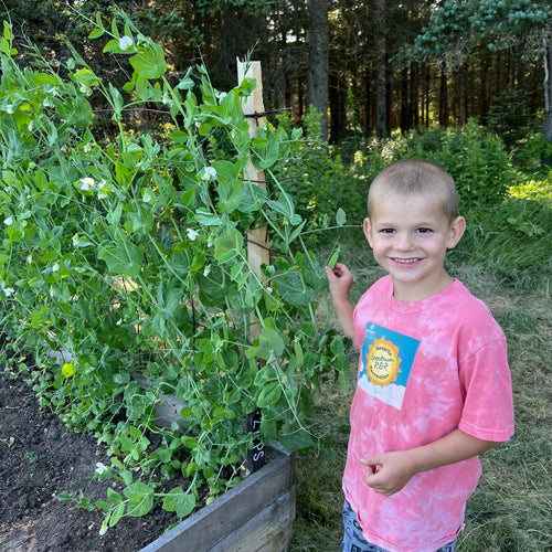 Early Frosty Pea