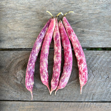 Vermont Cranberry Bush Bean