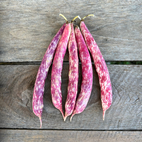 Vermont Cranberry Bush Bean