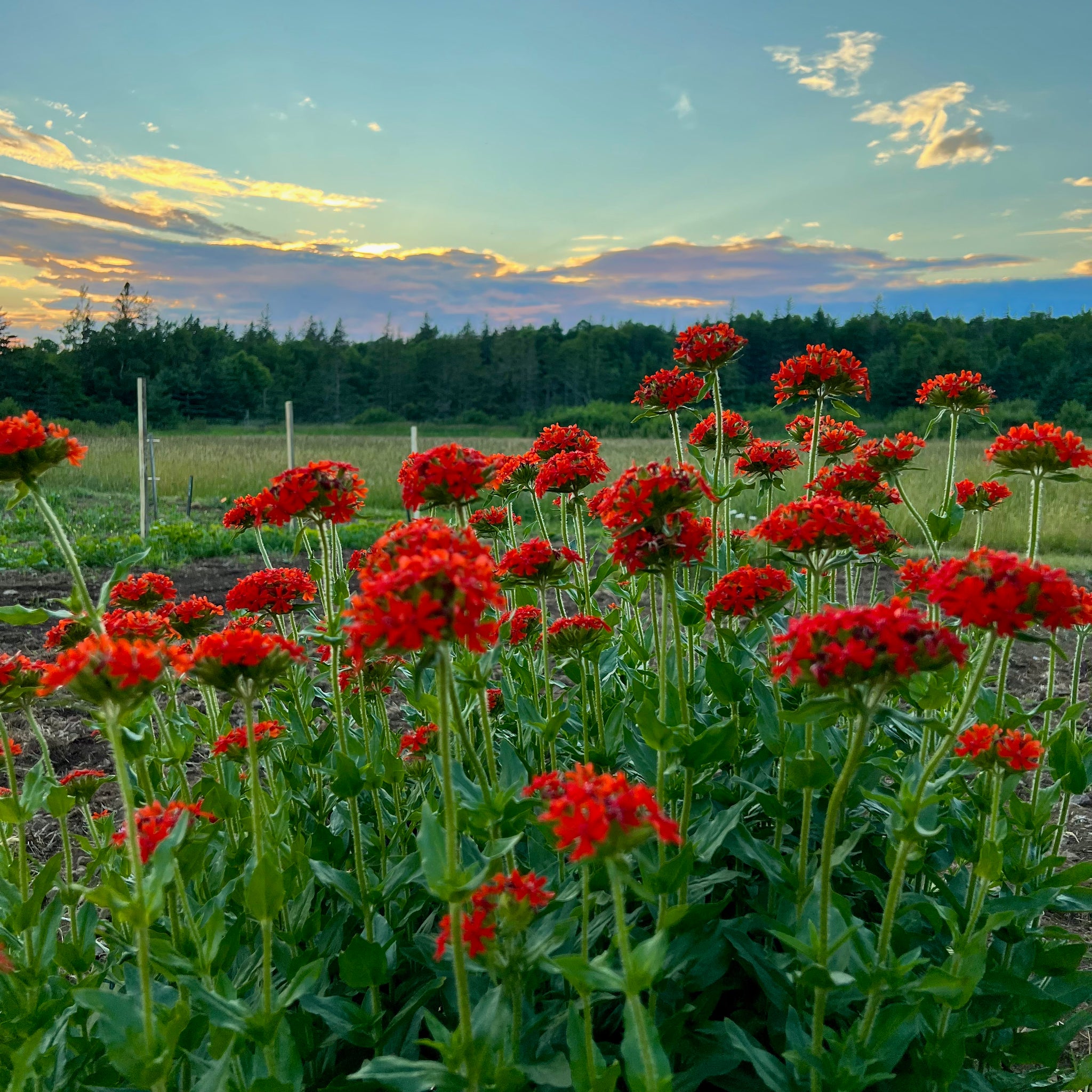 maltese cross flower seeds Baba's Maltese Cross – Revival Seeds