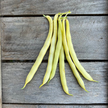 Eastern Black Wax Bush Bean