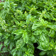 Genovese Basil