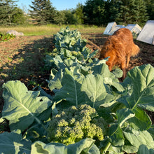 Dandy Early Broccoli