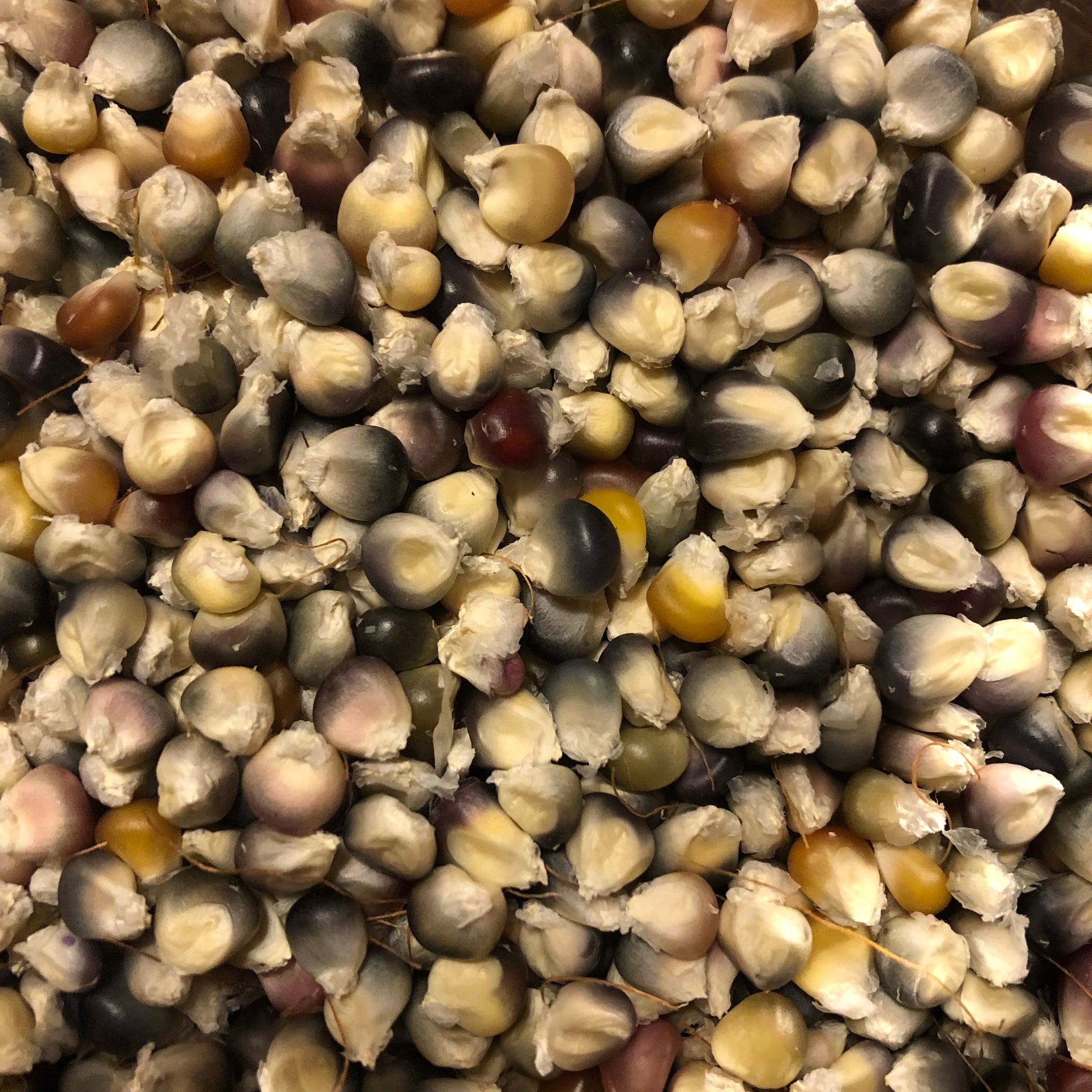 Glass Gem Flint Corn Seeds