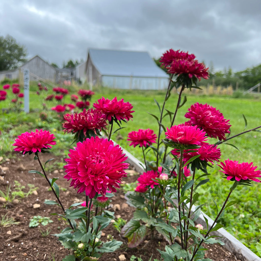 Cerise Aster