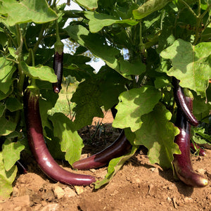 Long Purple Fingerling Eggplant