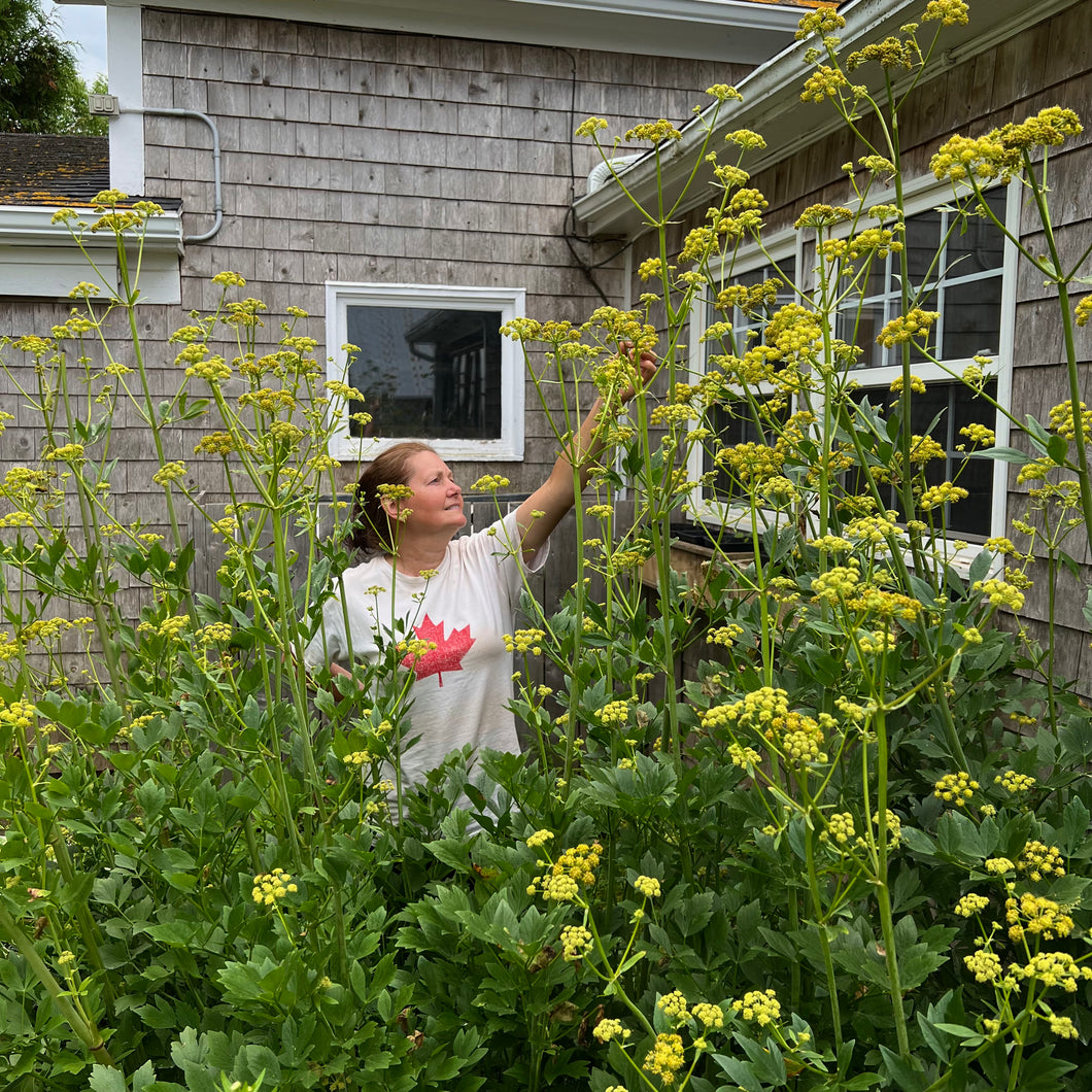 planting lovage seeds Lovage – Revival Seeds