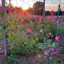 Janet Scott Sweet Pea