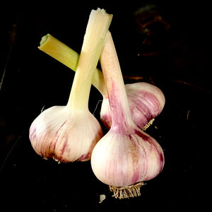 Morden Red Garlic