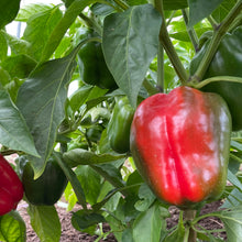 King of the North Pepper