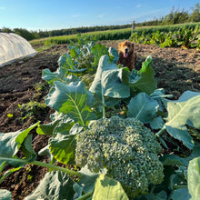 Dandy Early Broccoli