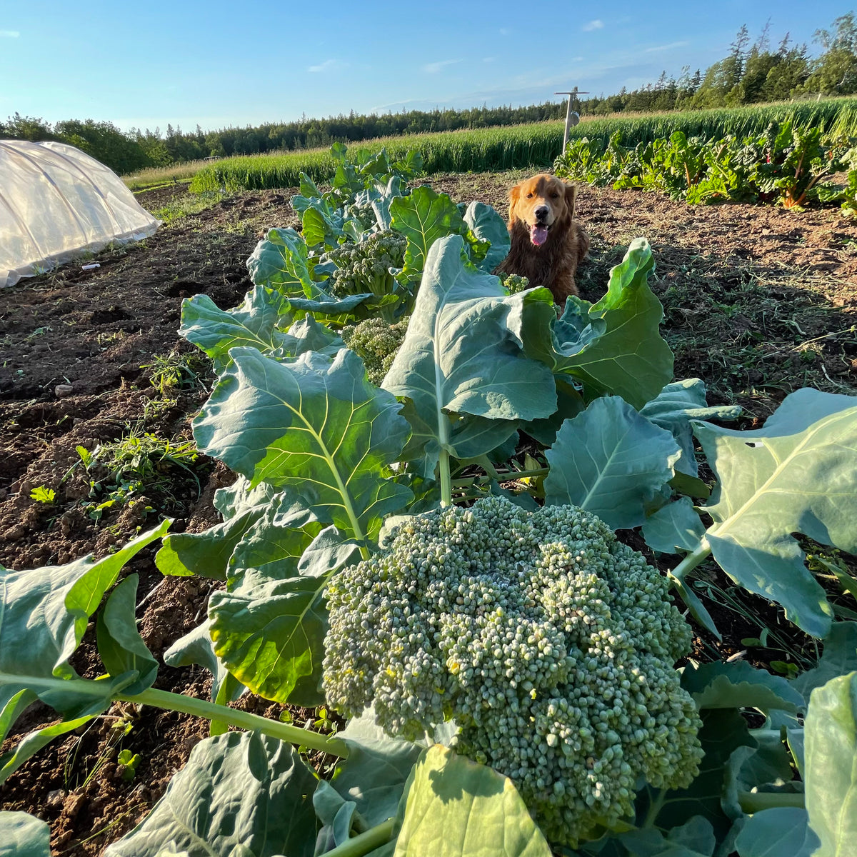 Dandy Early Broccoli – Revival Seeds