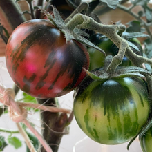 Purple Bumble Bee Cherry Tomato